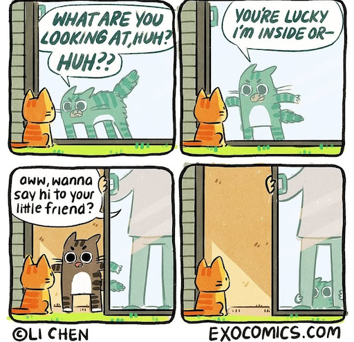 Chat brute est chat peureux
